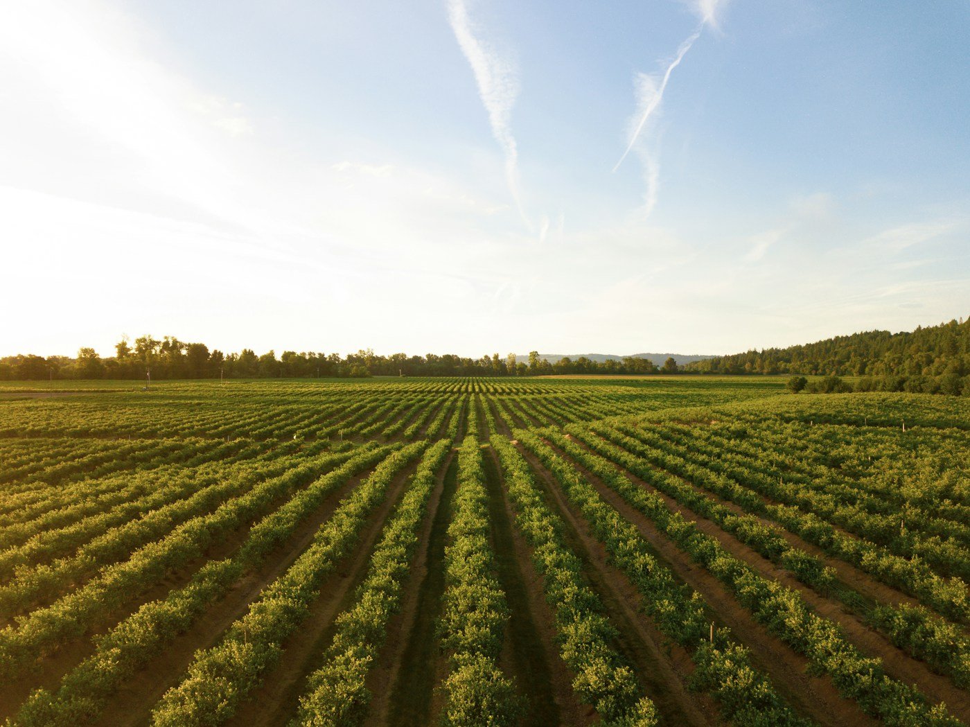 Cultivated farmland and rural livelihoods